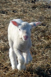 Front view of running lamb.