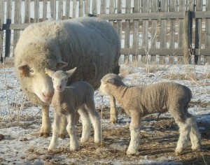 Dorset ewe with twin lambs.