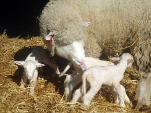 Dorset ewe with brand new triplets.
