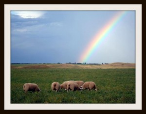 6 Texel ewe lambs grazing green grass with a rainbow above them.
