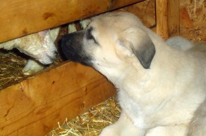 Anatolian Shepherd pup nose to nose with orphan lamb.