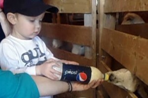 2 year old boy feeding orphan lambs their bottle.